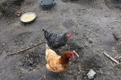 Our Tenants - (pay rent in eggs)