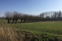 Pollarded Willows - common field separators