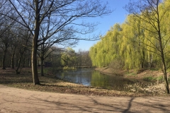 PyenbroekWillows