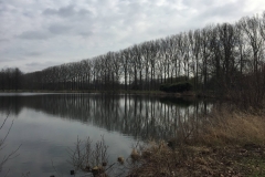 StraightPoplars - also separators