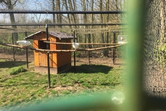Animal farm - pigeons