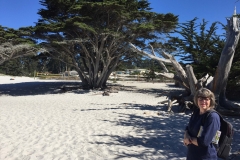 38. A Monterey Cypress at Carmel