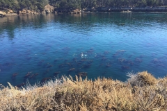 43. Point Lobos