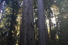 52. The Redwoods