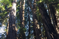53. Twisted trees