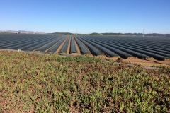 45a. Monterey Delta crops