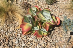 30. SuperCactus in Grierson's yard - 3 ft. across.
